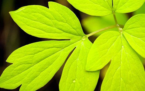 green leaf