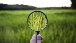 Magnifying glass showing a closeup of grass