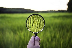 Magnifying glass showing a closeup of grass