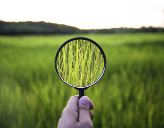 Magnifying glass showing a closeup of grass