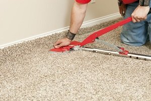 Carpet contractor installing new carpet with tool