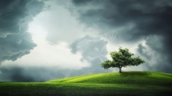 Tree in field with dark sky