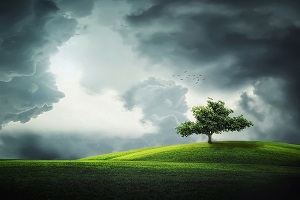 Tree in field with dark sky