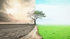 Tree with half in green field blue sky and the other half drought