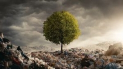 Tree in the middle of a landfill