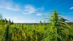 Marijuana field with blue sky