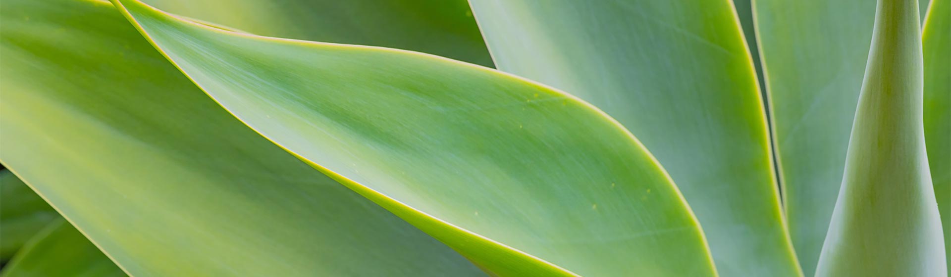 Green succulent leaves