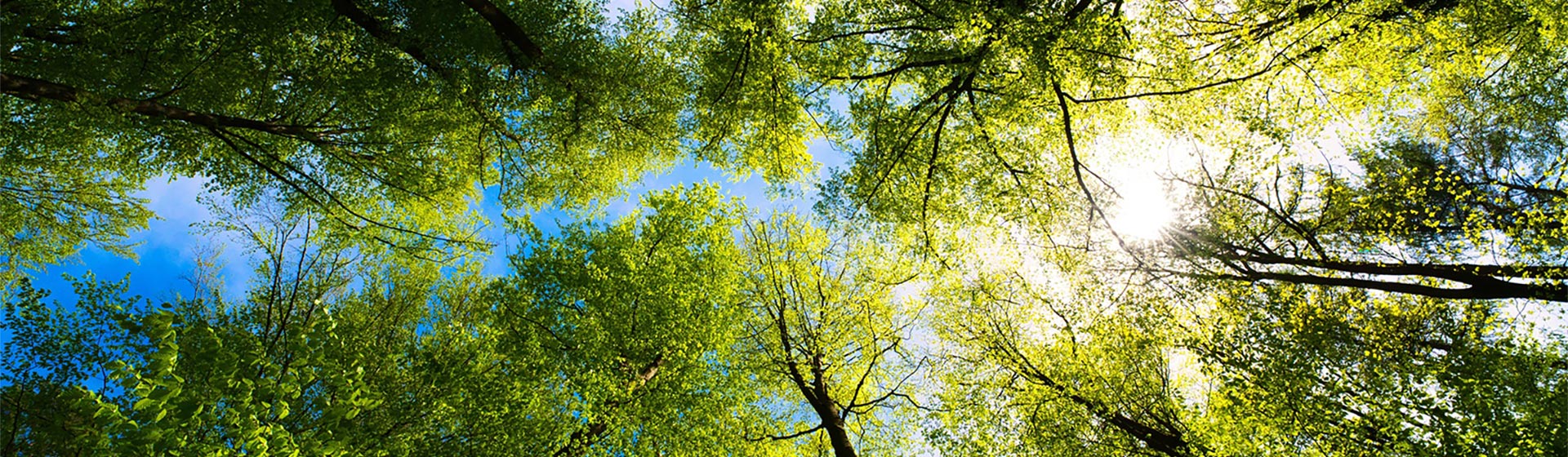 View of tree canopy from ground