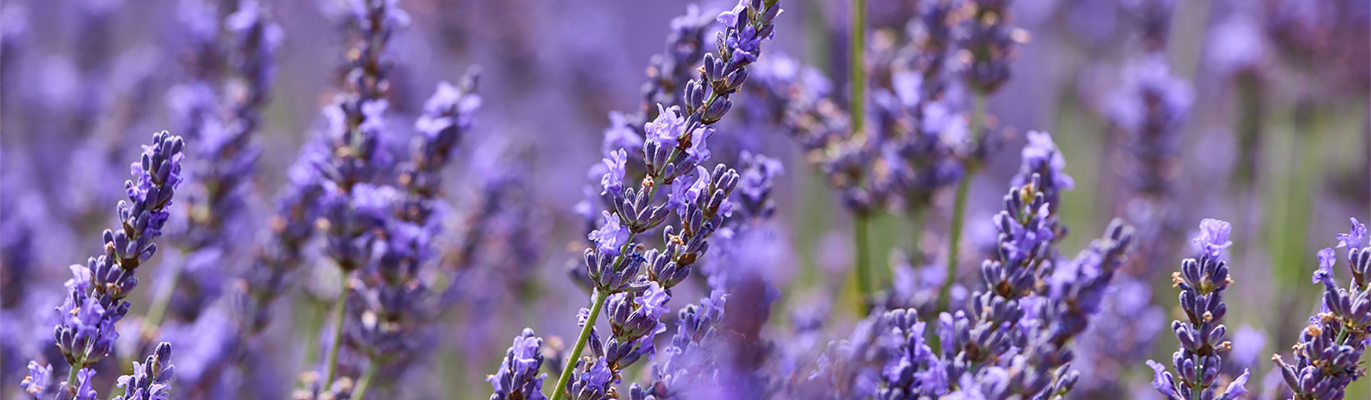 Field of blooming lavender