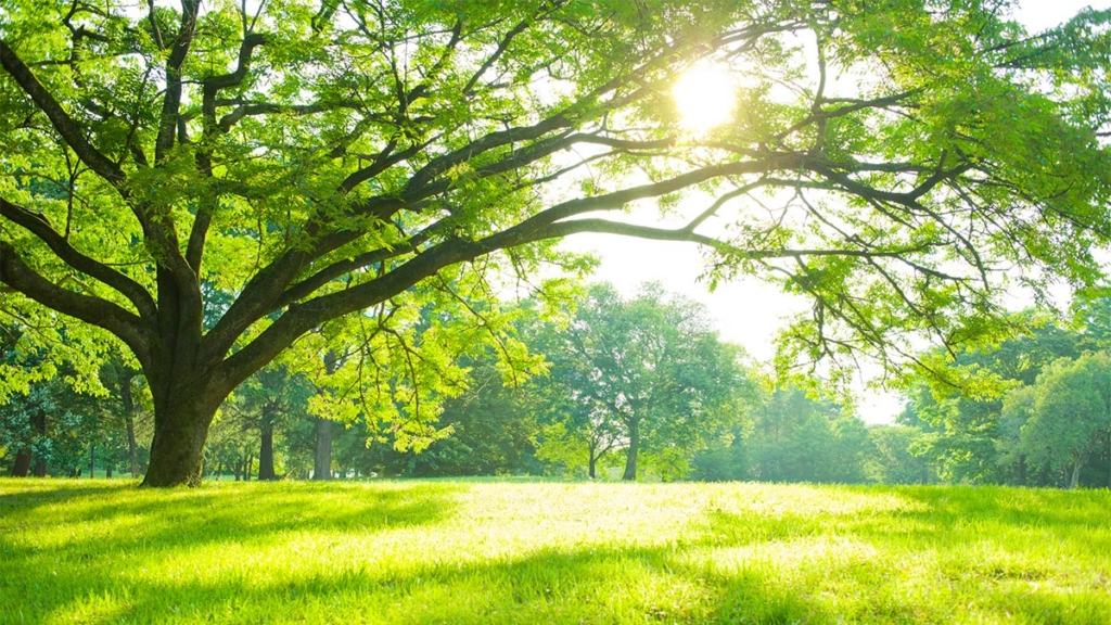 Green grass under an old tree with the sun shinning through the leaves