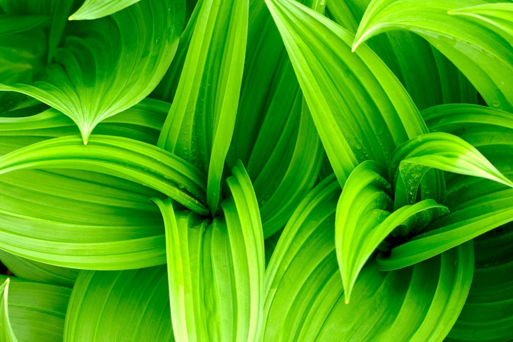 Bright green plant leaves