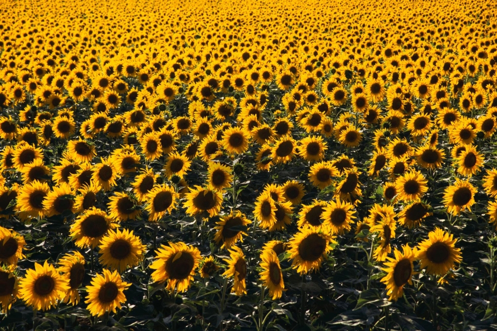 Field of sunflowers