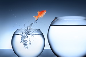 goldfish jumping into a tank bigger